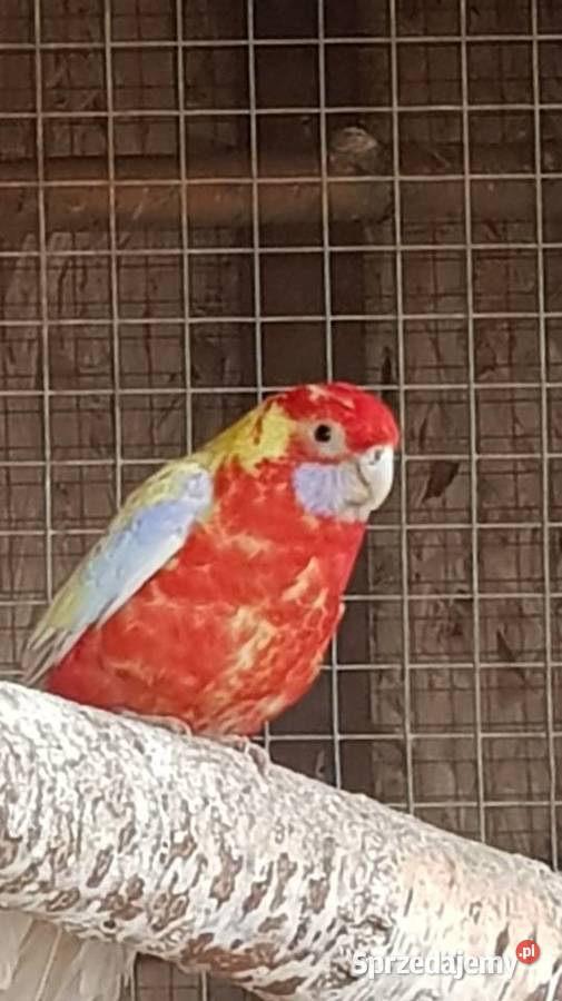 Rozelle białolice Stare Babice sprzedam
