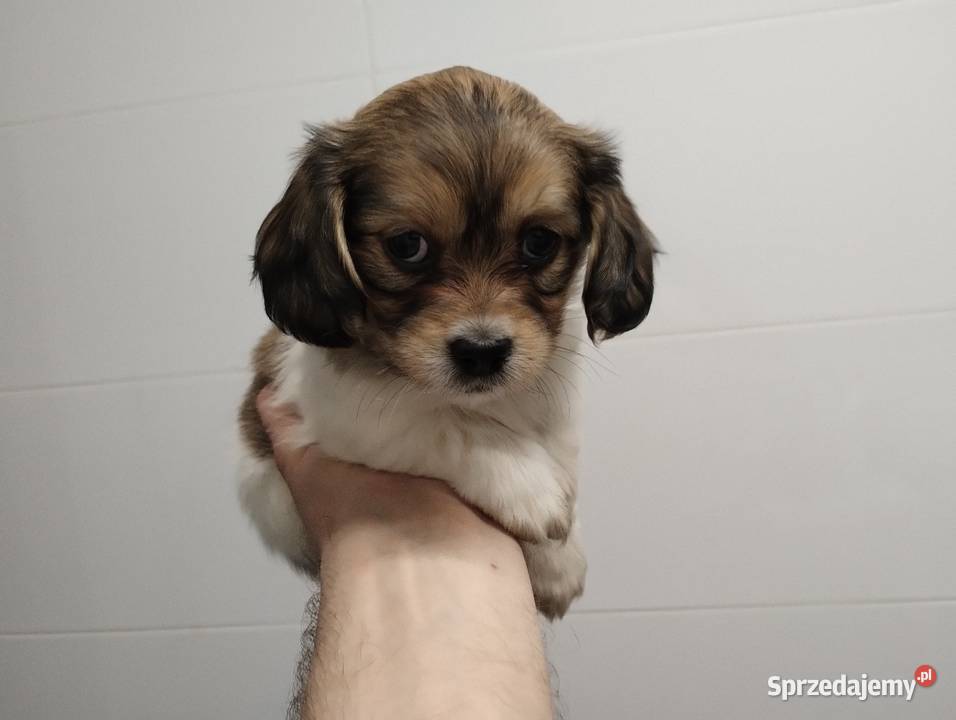 Schweenie Jamnik Shihtzu Żychlin