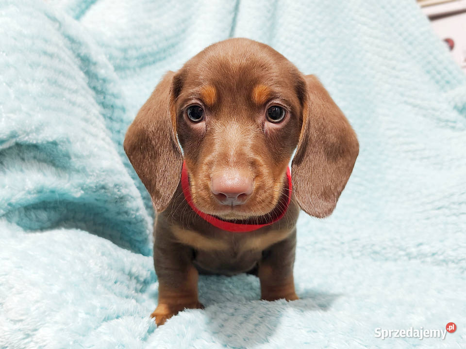 SAMIEC Jamnik krótkowłosy Czekoladowy podpalany Kraków