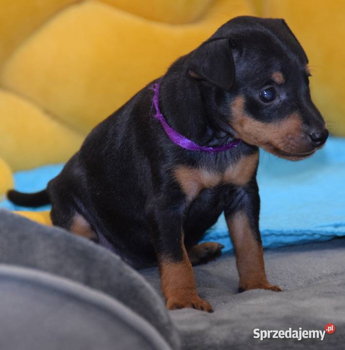 Szczenięta Pinczer Miniaturowy ZKWP fci Łochów sprzedam