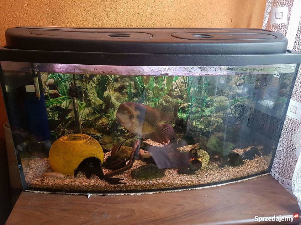Akwarium 250 litrów ryby Węgrów