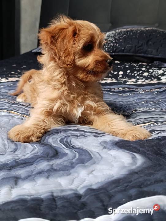 Cavapoo suczka Szczaworyż