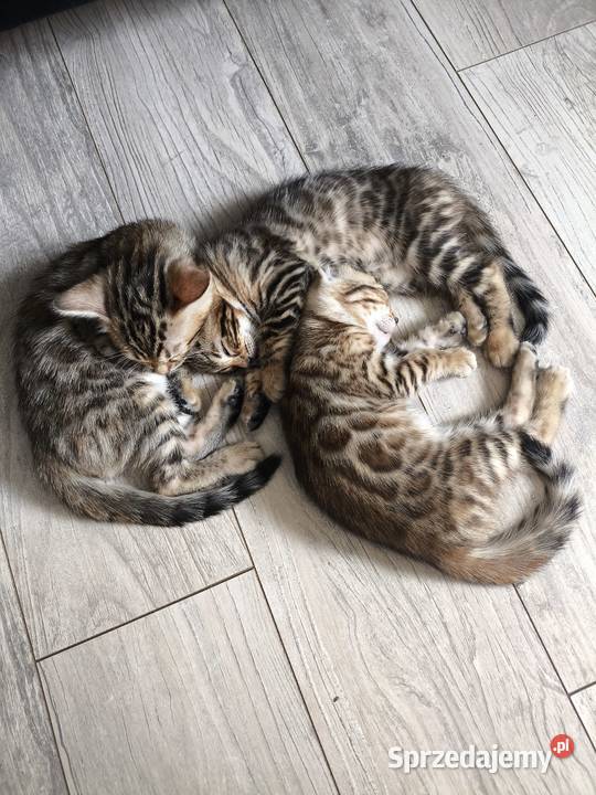 Kotki bengalskie Nielubia