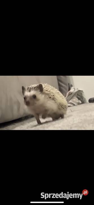 Jeżyk Pigmejski 6miesięczny z rodowodem