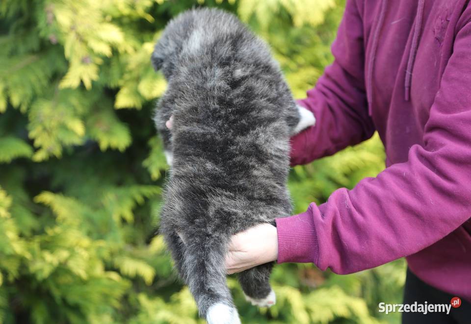 Akita inu japońska pręgowane szczenię Meiyosho Wrocław