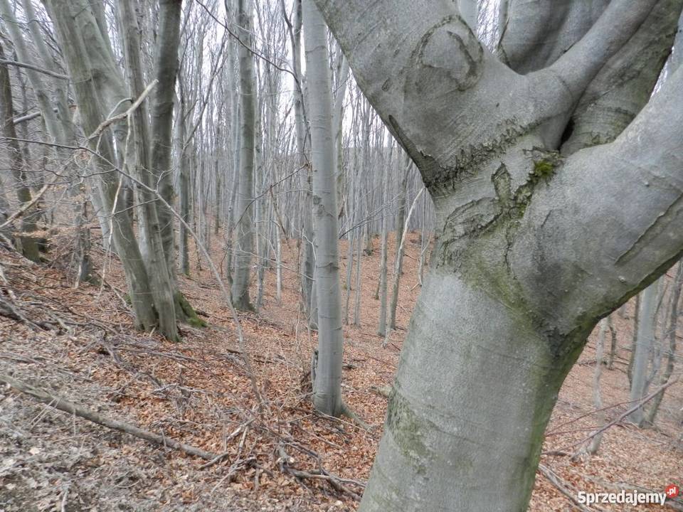 Kopysno pustka godna wypełnienia Kopysno