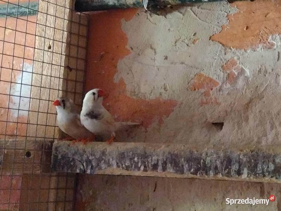 Sprzedam zeberki wielkopolskie Pęckowo