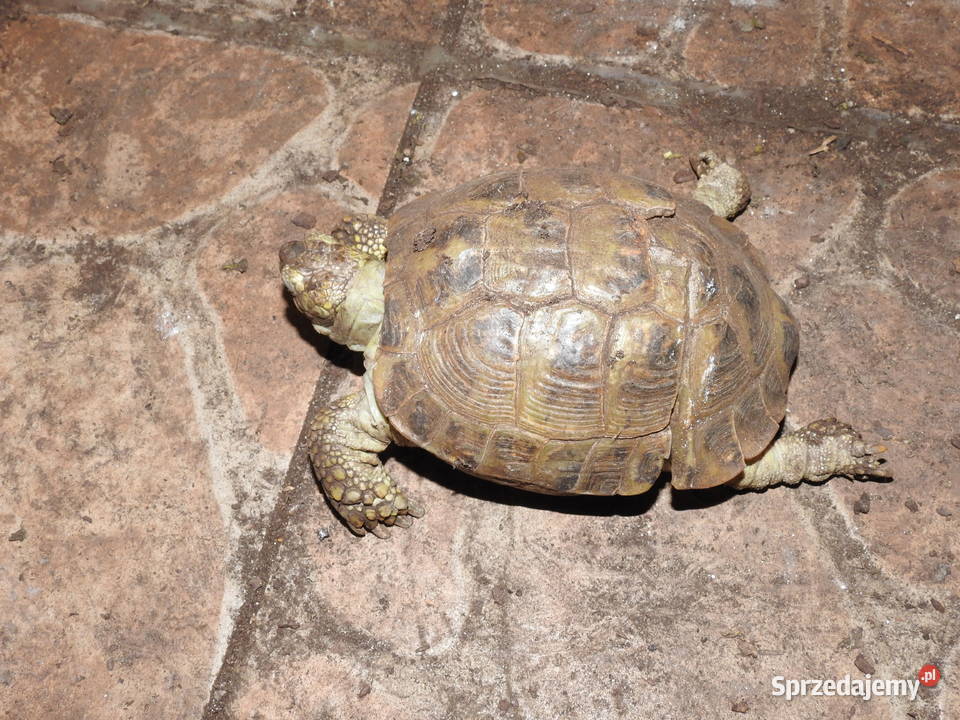 Żółw stepowy i greacki Gady i płazy Szczecin