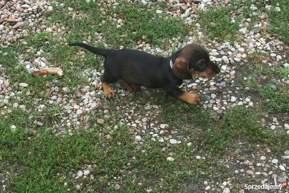 Jamniki szorstkowłose standard szczenięta FCI Piecki