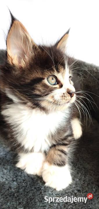 Maine coon Kotka czarna klasycznie pręgowana z Żywiec