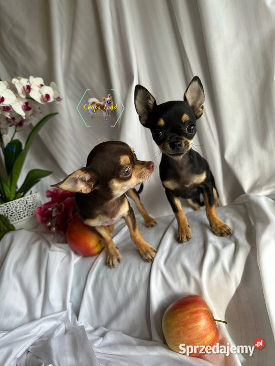 Chihuahua suczki z rodowodem black tricolor tan świętokrzyskie Skarżysko-Kamienna
