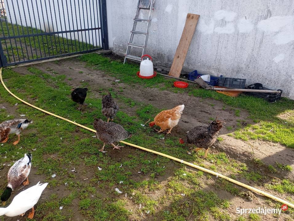 Drób ozdobny Ptaki Wrzesiny sprzedam