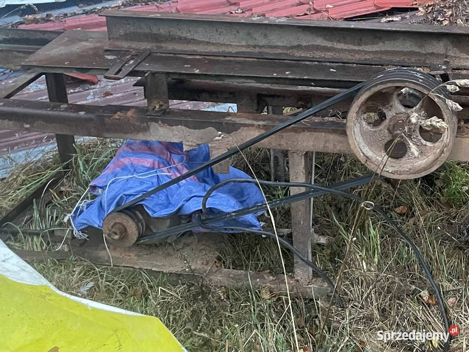 Piła tarczowakrajzega pomorskie Wojsk