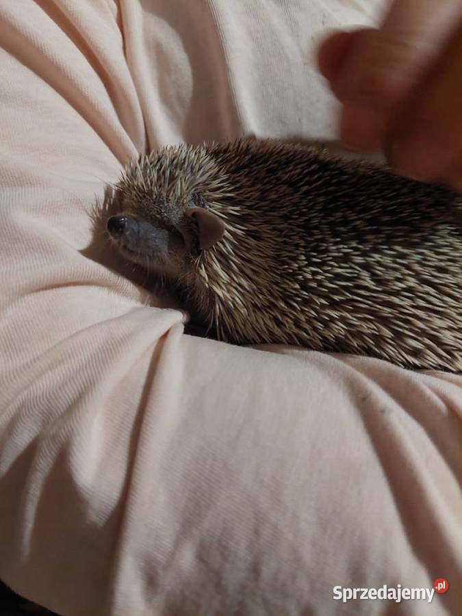 Sprzedam tenerki mniejsze z rodowodem OKAZJA śląskie Sosnowiec