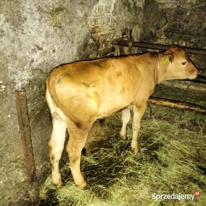 Sprzedam byczka rasy limuse Nienaszów