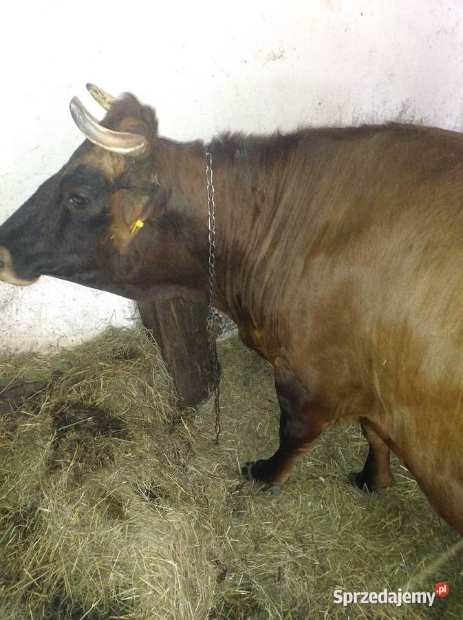 Sprzedam krowę Kraśnik sprzedam