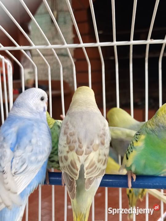Sprzedam papugi faliste Mechlin sprzedam