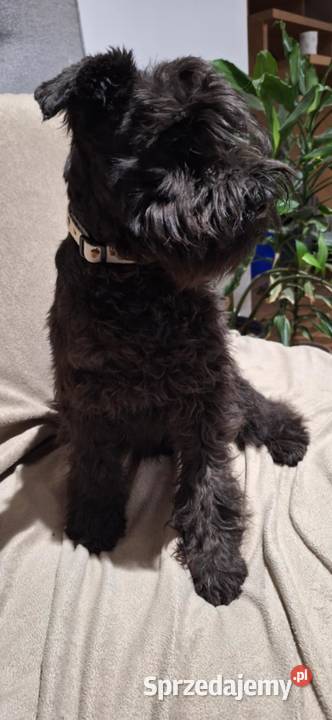 Sznaucer miniaturowy czarne pieski Sznaucer Solec Kujawski sprzedam