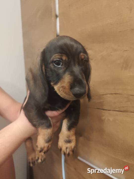 Jamnik szorstkowłosy pies