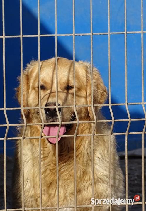 Golden retriever 11 miesięczny Przysucha