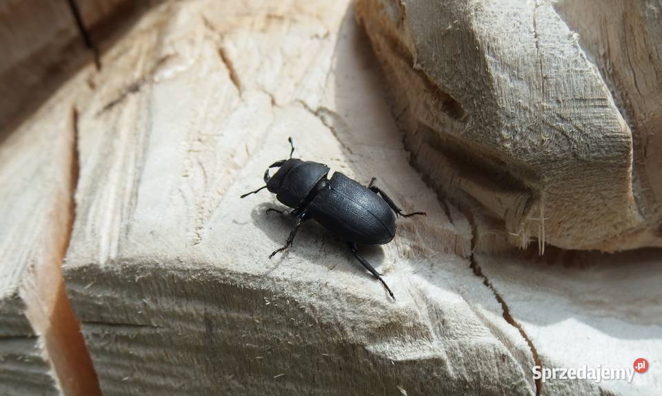 Olympus STYLUS XZ10 12 Mpixf18275x zoom Aparaty Pabianice sprzedam