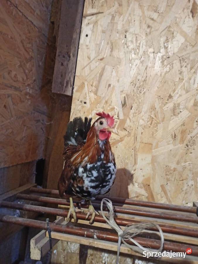 Koguty zargodowe i koguty liliputki lubelskie Krasnystaw