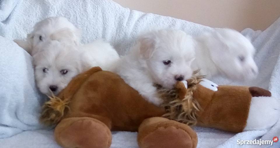 Szczenięta Coton de Tulear wspaniałe psy do Ciechanów
