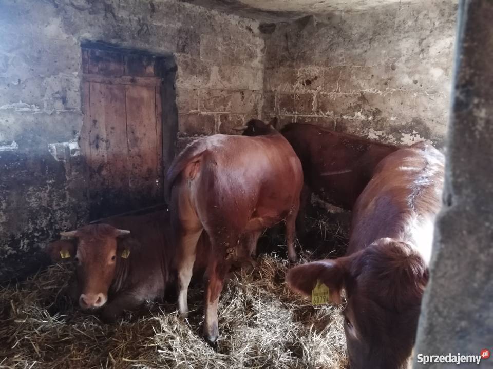 Jałówki limousine 4 Hanna