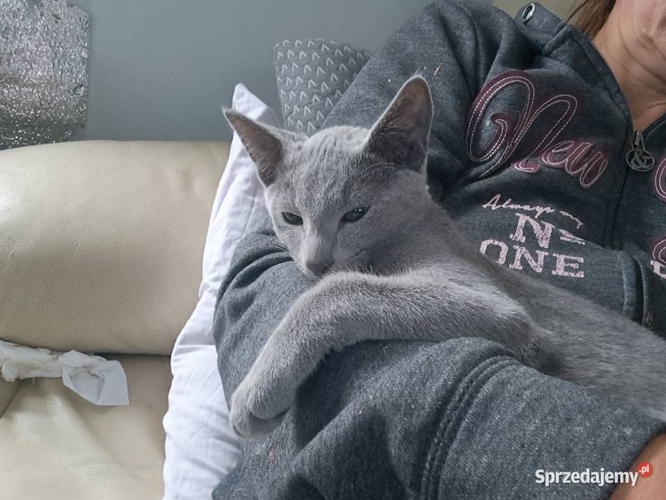 Kocurek Rosyjski Niebieski dolnośląskie Jaczów