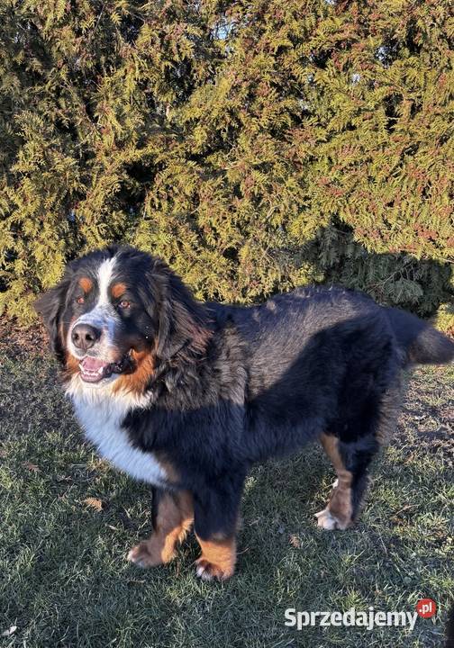 Berneński Pies Pasterski Reproduktor