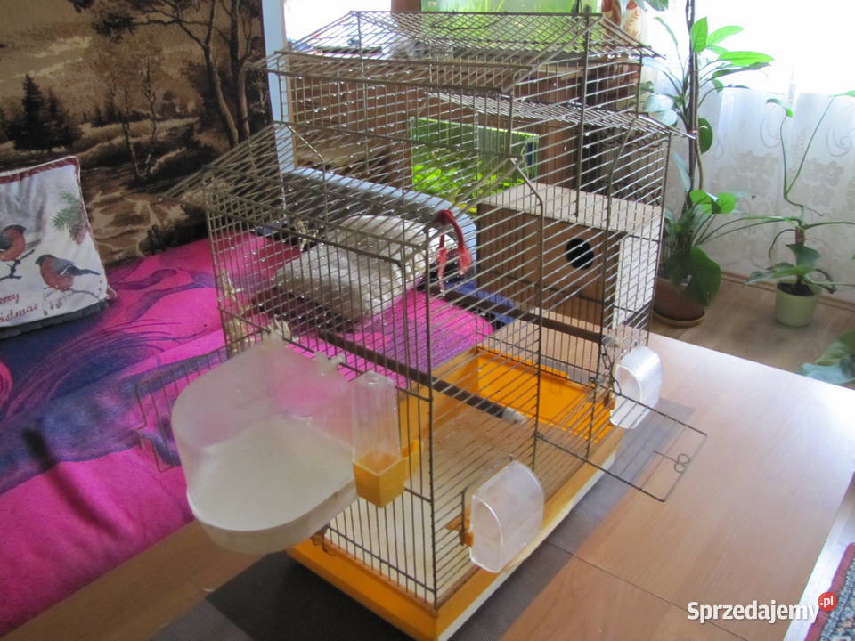 Klatka ptaków Toruń