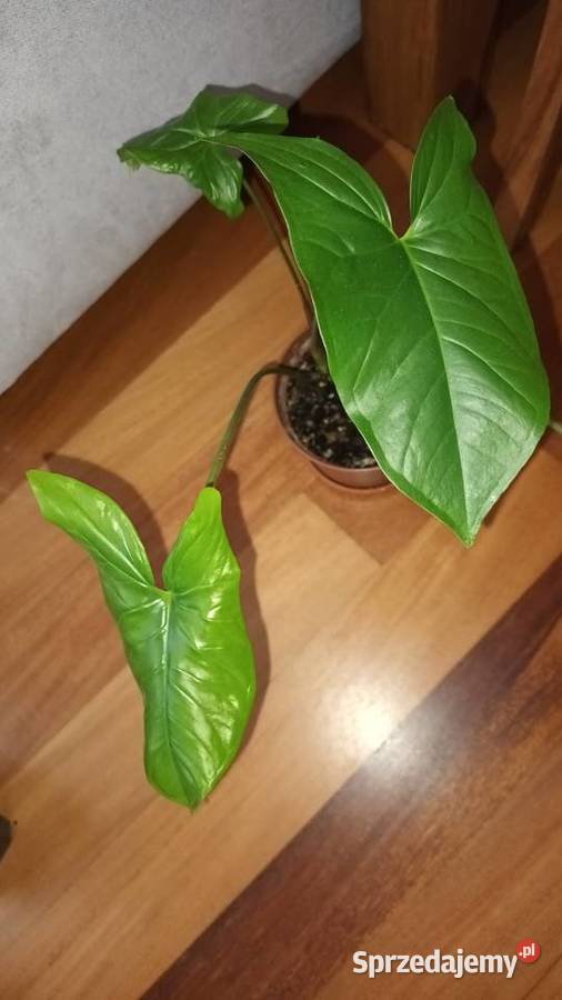 Duże syngonium nie znam dokładnego gatunku Warszawa