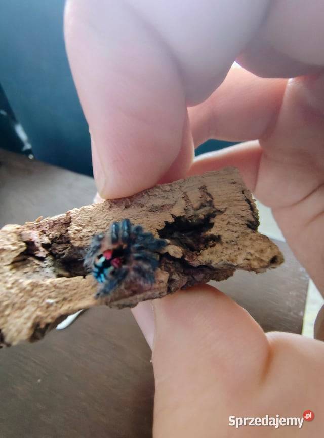 T seladonia maluchy małopolskie Kraków