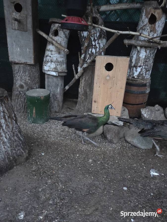 Paw Szmaragdowy Ostrów Wielkopolski