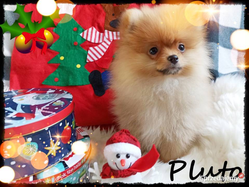 Z Bajki Mały puszysty PLUTO Do Odbioru Wrocław sprzedam