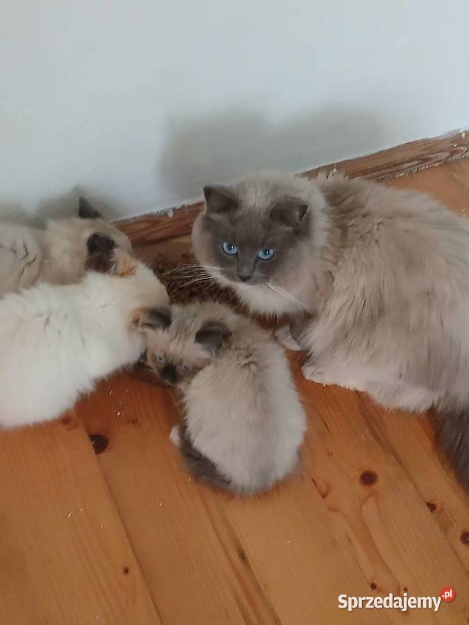 Kocięta Syberyjskie Bochnia