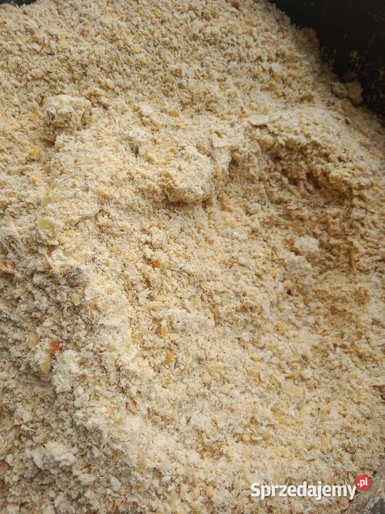 kukurydza mielona Zboża podlaskie Suwałki