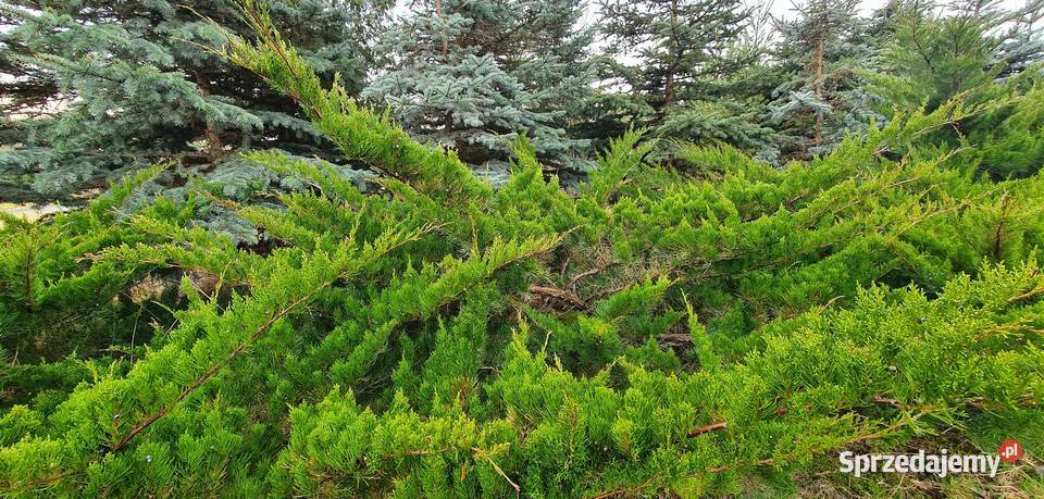 Duże jałowce Mint Julep Duży jałowiec z bryłą na Wisznice