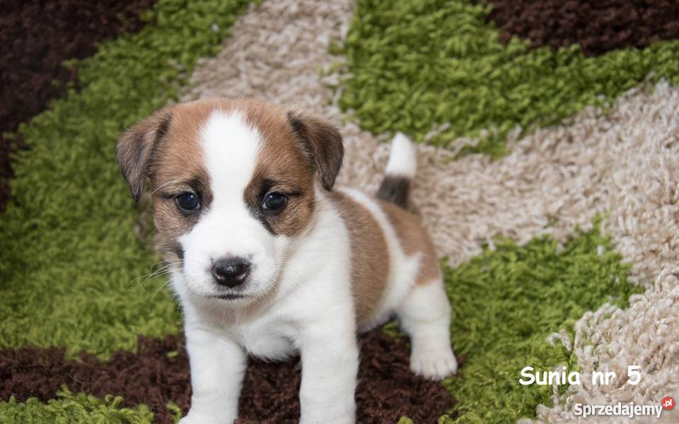 Szczeniaki Jack Russell Terrier FCI Rodowód ZKwP Ostrów Wielkopolski