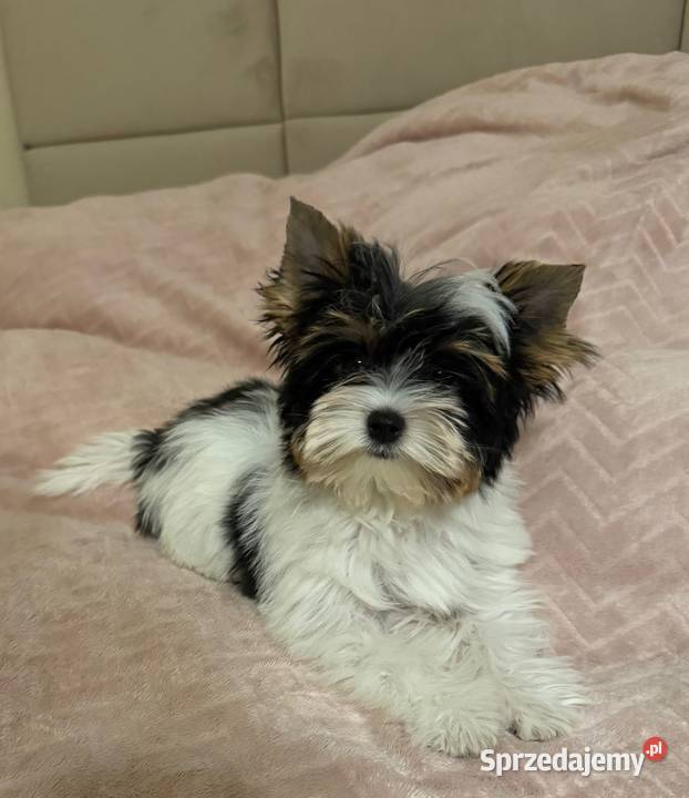 Suczki Biewer Yorkshire Terrier FCI ZKwP Głuszyca