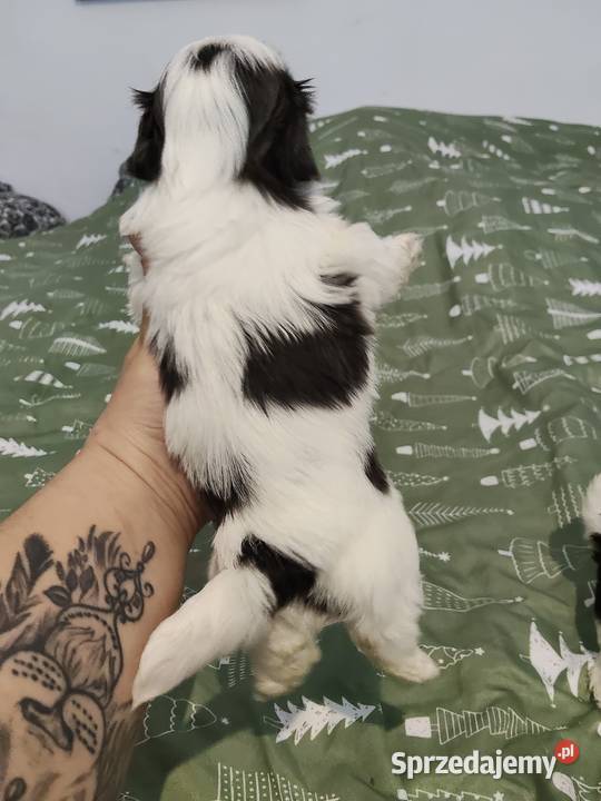 Sprzedam młode pieski rasy shihtzu Wieruszów