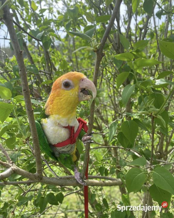 Barwinka Białobrzucha zielone nogi Zwierzęta małopolskie Myślenice sprzedam