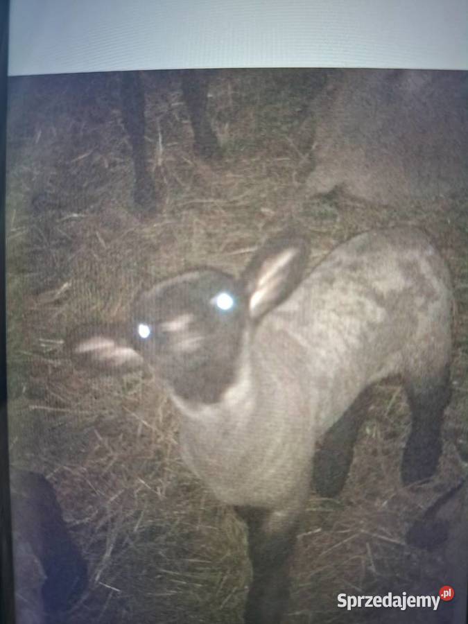 Jagnięta czarnogłówki Sękowa