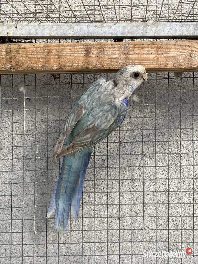 Rozelle białolice Sośnicowice