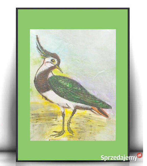 czajka obrazek A4 vintage obraz z ptaszkiem Dekoracje i ozdoby warmińsko-mazurskie Olsztyn
