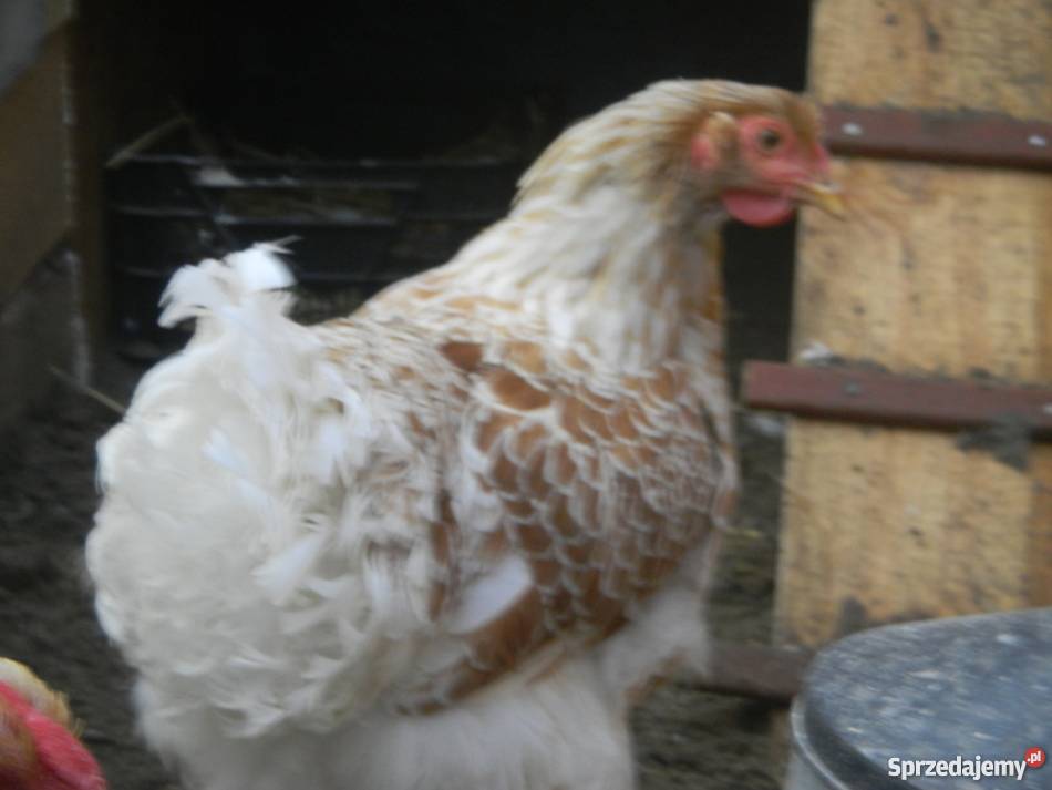 Kochin Olbrzymi różne kolory czysto rasowe młode Konin