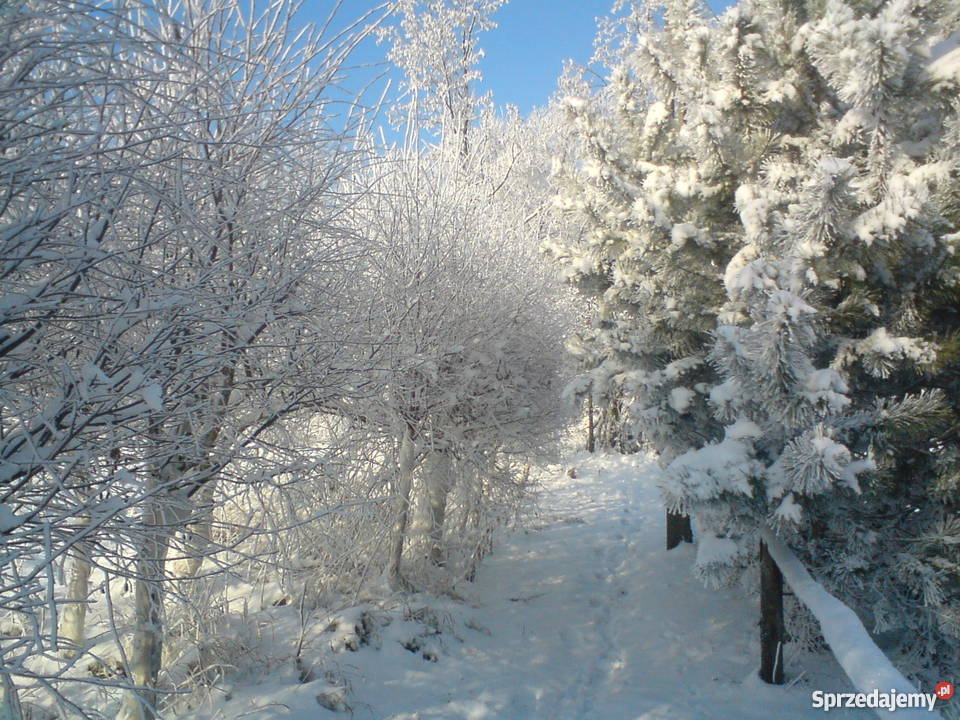 Sprzedam siedlisko Domy Celestyny
