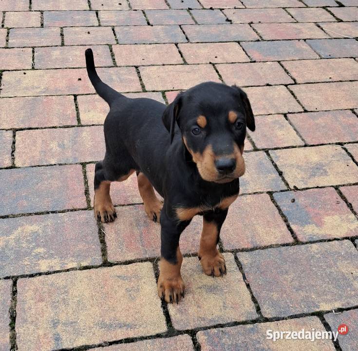 Sprzedam doberman suczka brązowa i czarna Doberman Ostrowiec Świętokrzyski sprzedam