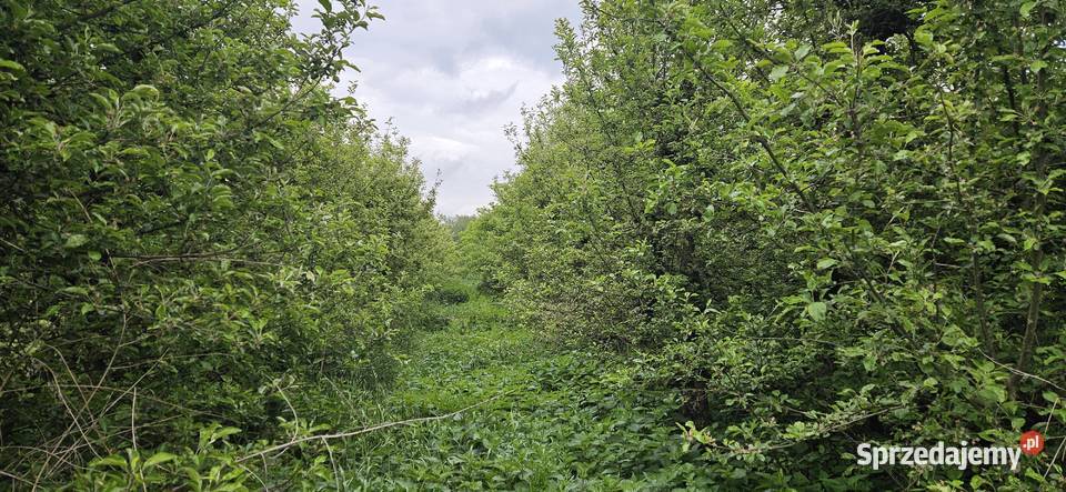 Działka ogrodnicza sad rolna Zawichost