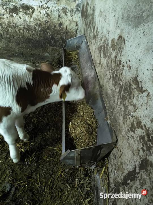 Ruszta paśniki wygrody kojce porodowe koryta wielkopolskie Szyszłowo sprzedam
